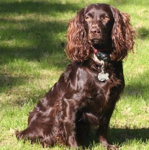 Meet your Posher, Sofia